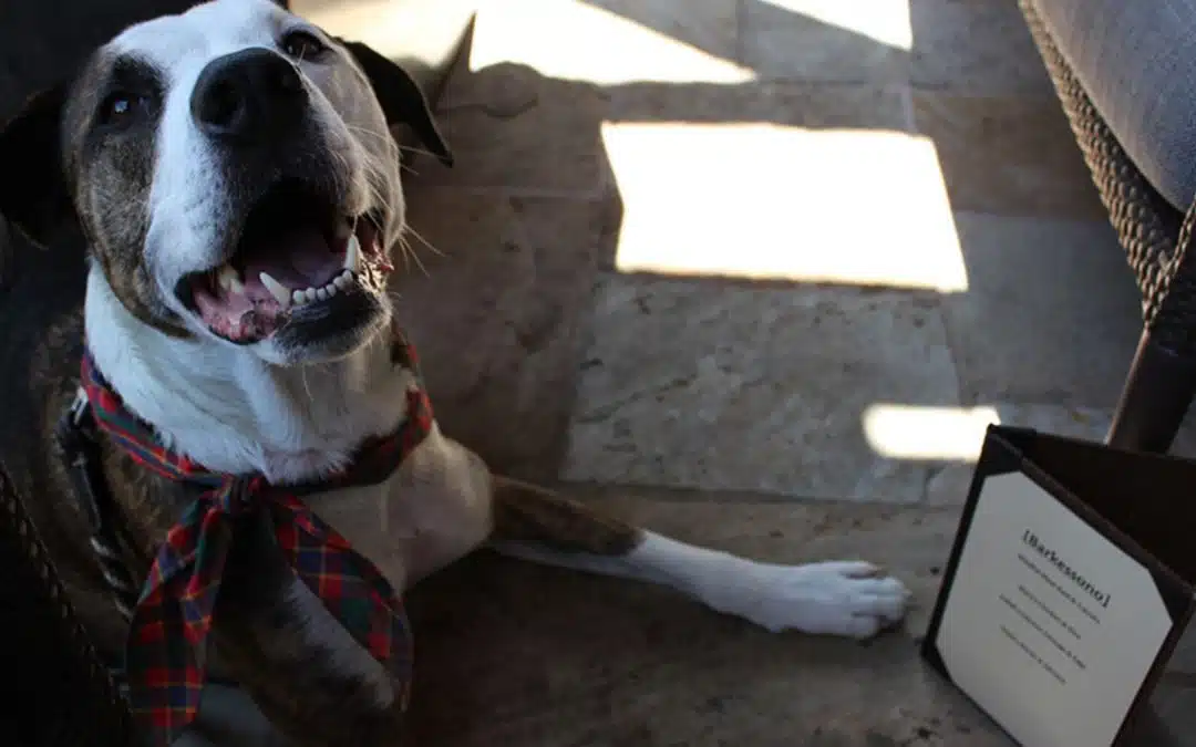 Pitbull looking up at the camera