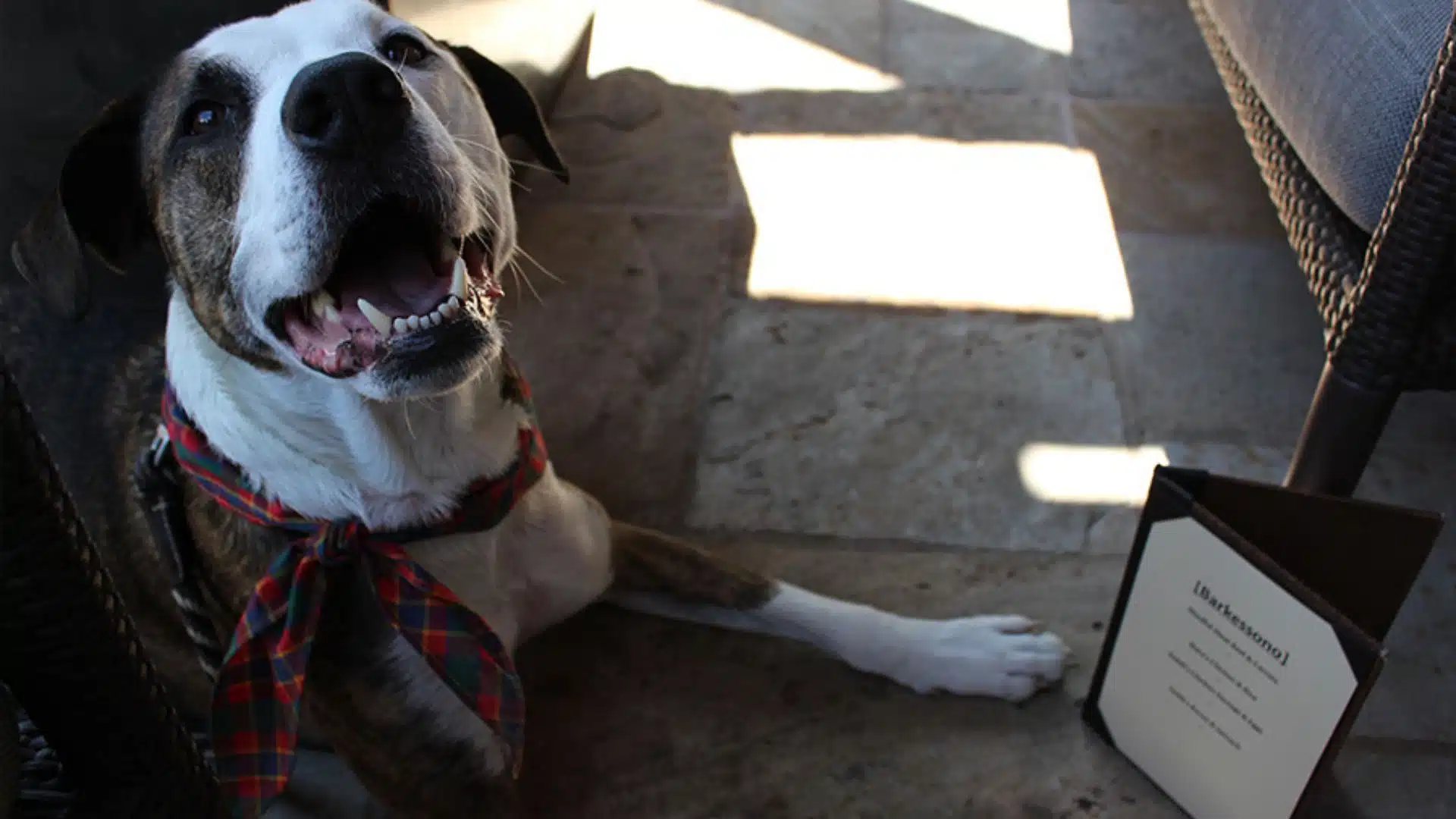 Pitbull looking up at the camera