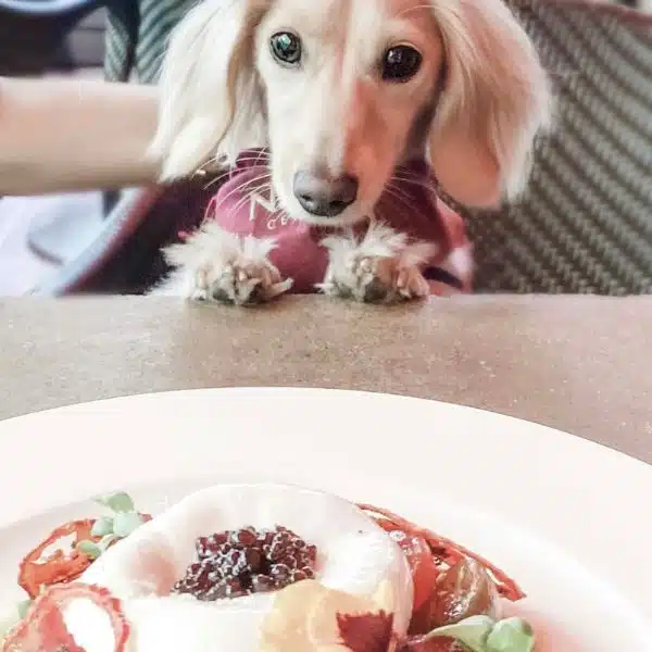 a dox dog with a plate of burrata in front of him