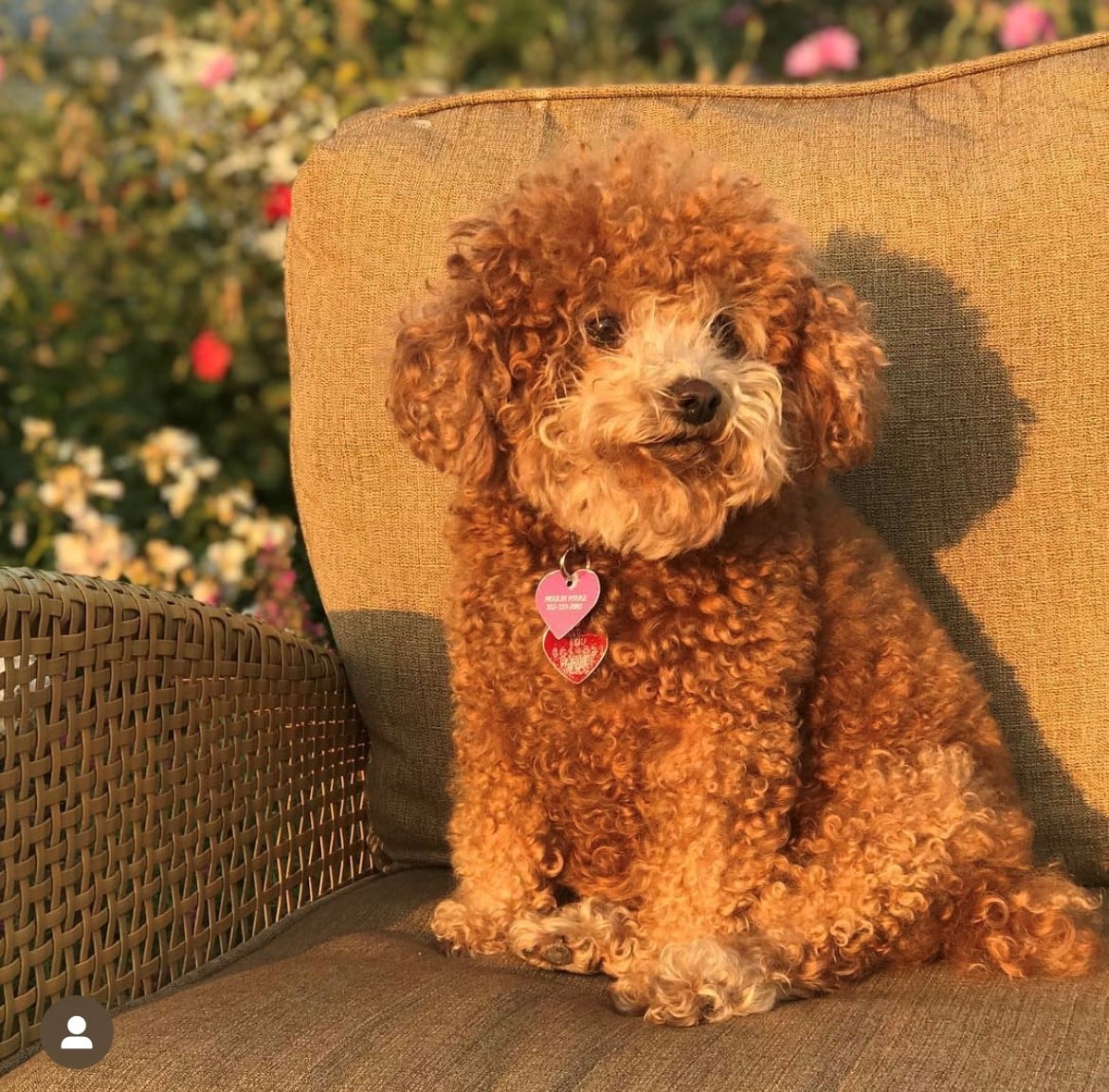 poodle sitting on a chair at Brix