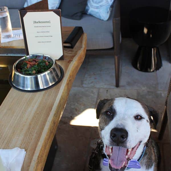 pitbull smiling with a food bowel and menu behind him