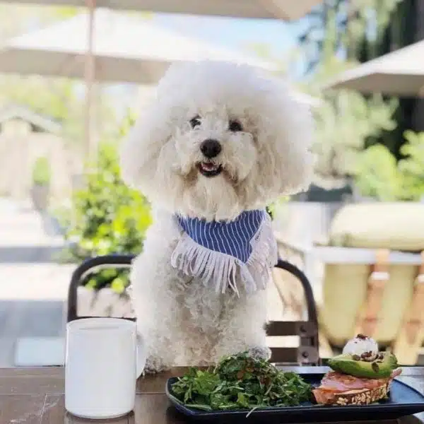 poodle with avocado toast in front of him