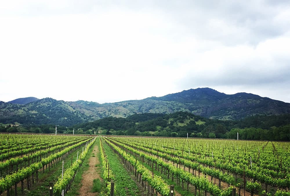 Wine Tasting Tips in Napa Valley