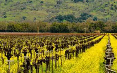 February Events in Yountville and the Napa Valley