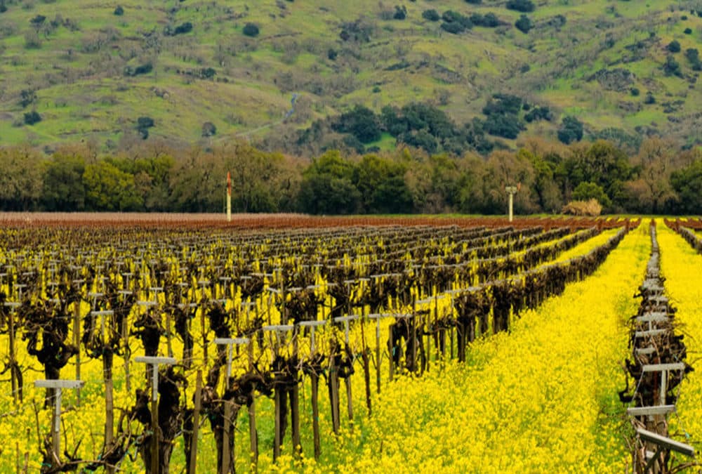 February Events in Yountville and the Napa Valley