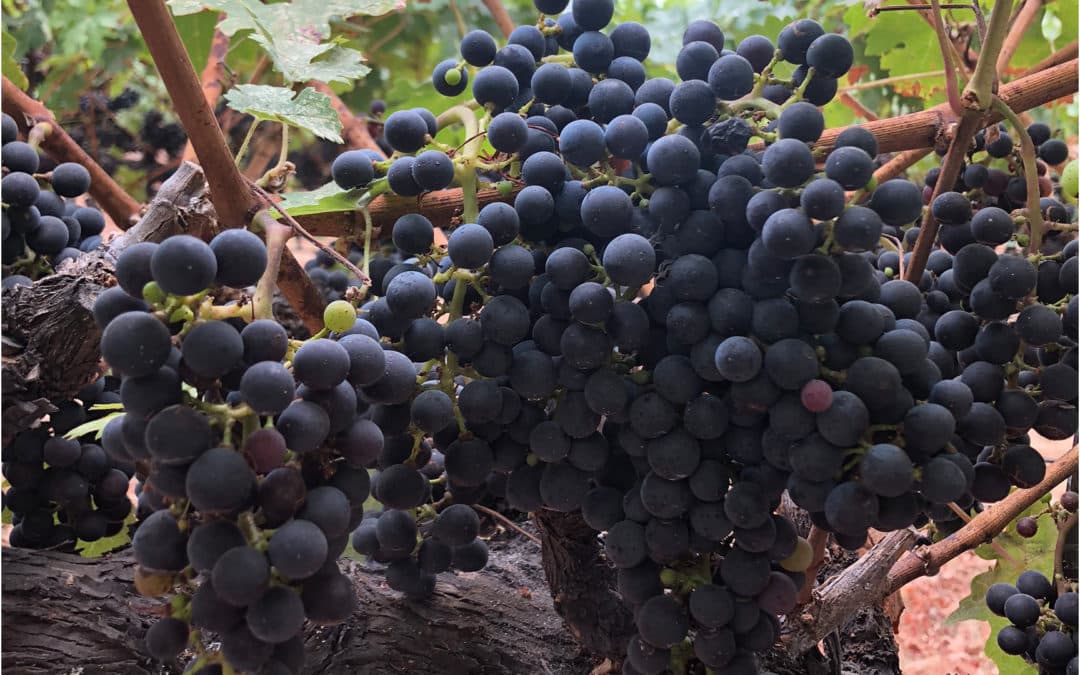 Harvest Tips for Yountville & Napa Valley