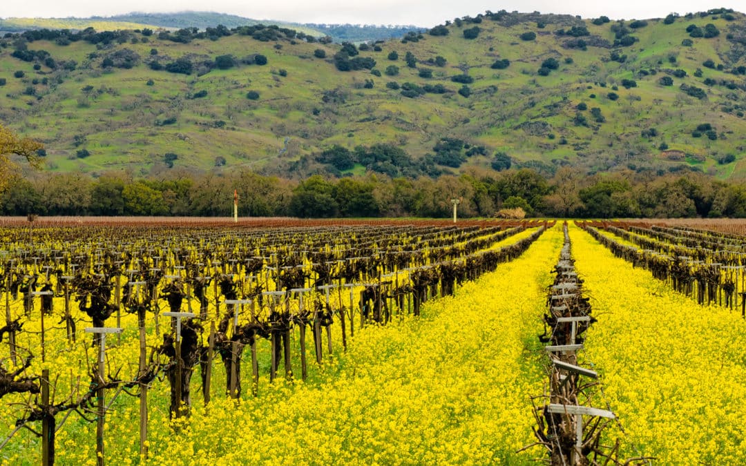 February Events in Yountville and the Napa Valley