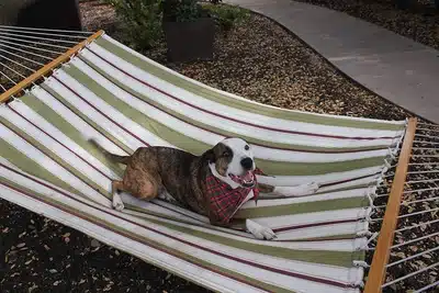 Indy on hammock