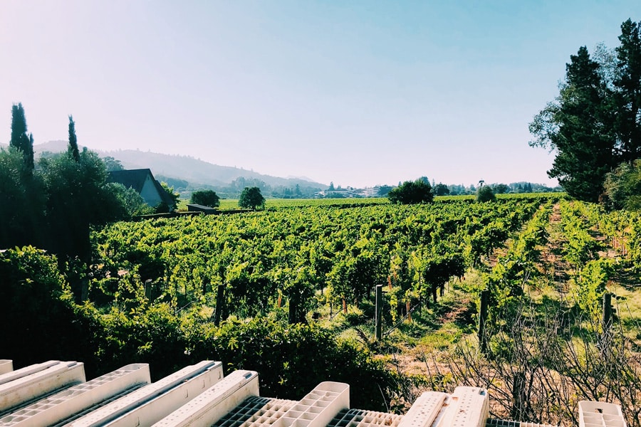 Elyse Winery Yountville