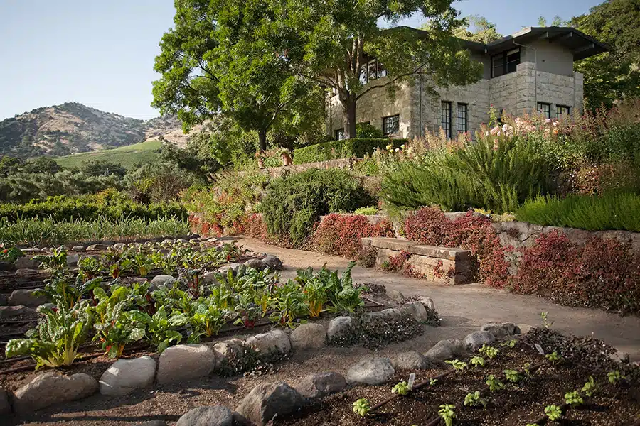 Stag's leap winery top