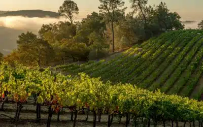 Industry Partners Rally to Support the Napa Valley’s Second Largest Industry