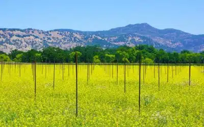 Best Places for Mustard Photos