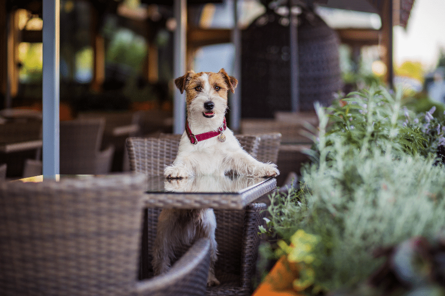 Dog Friendly Yountville Yountville