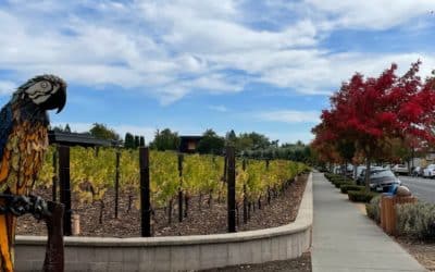 FALL in Love with Yountville