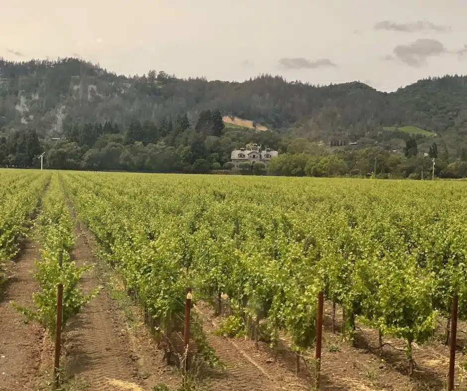 view of vineyard