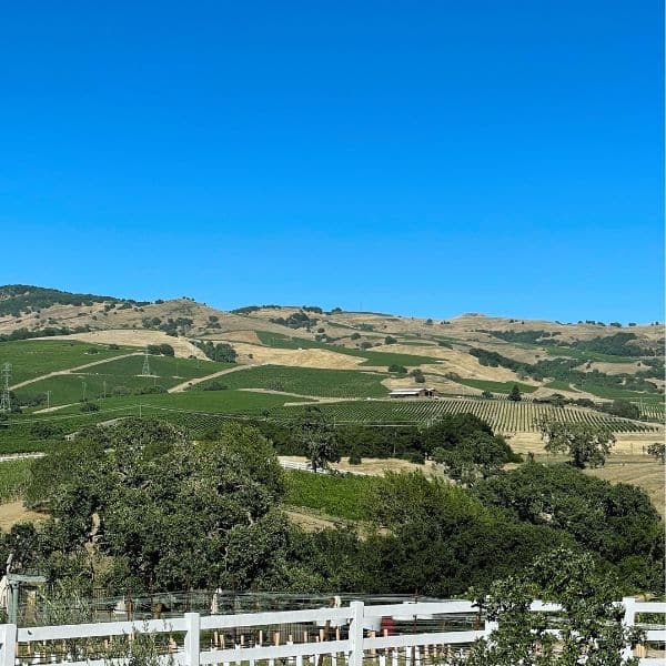 view of vineyards from a hill