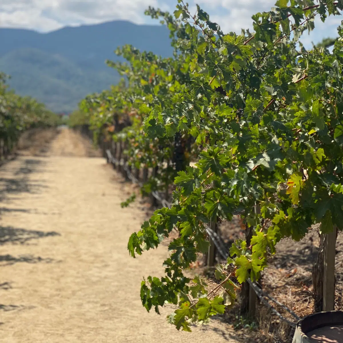 Peju Vineyard View