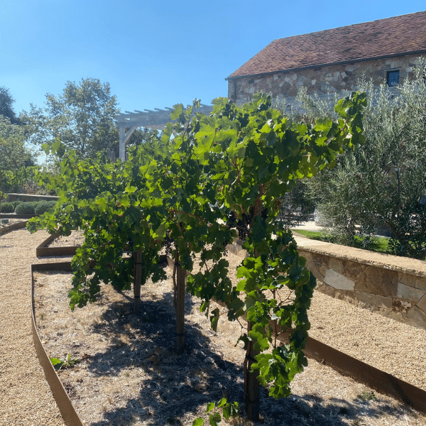 Mira Winery: Exceptional Wines and Miracles Await - Yountville