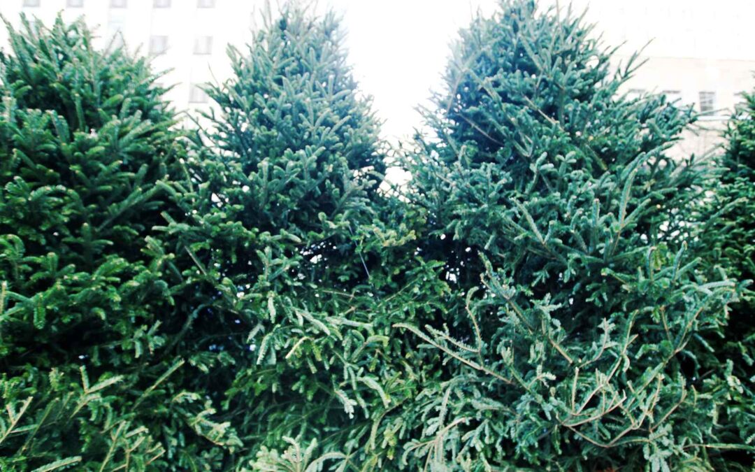Christmas Tree Pickup – Upper Valley Disposal & Recycling Services