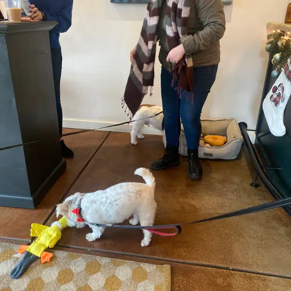 A small white dog has a yellow squeaky toy