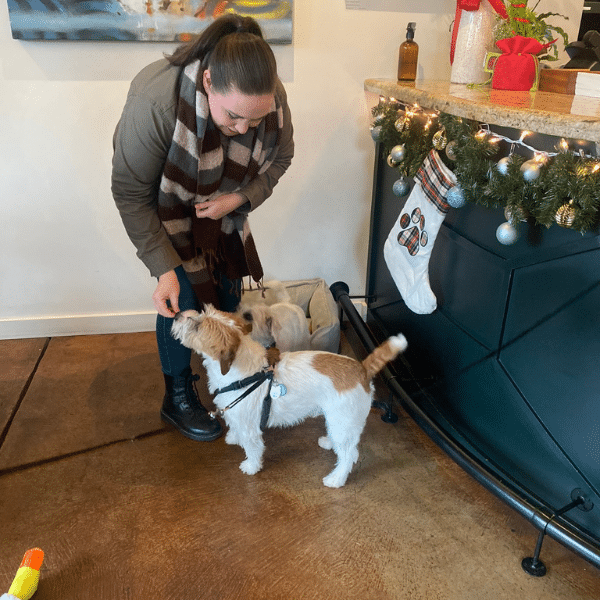 A jack russell terrier is greeted by a staff member at Jessup Cellars