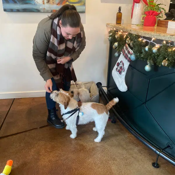 A jack russell terrier is greeted by a staff member at Jessup Cellars