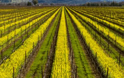 Mustard Season in Napa Valley