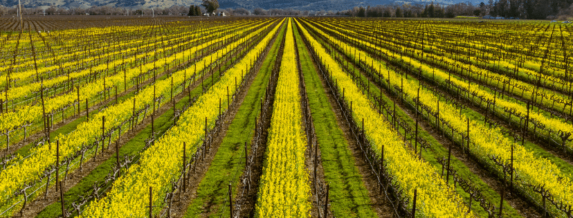 A vineyard full of mustard flowers