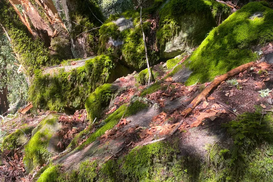 Linda Falls Terrain featuring rocks and trees covered in moss