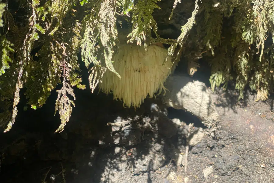 A lions mane mushroom grows under a tree