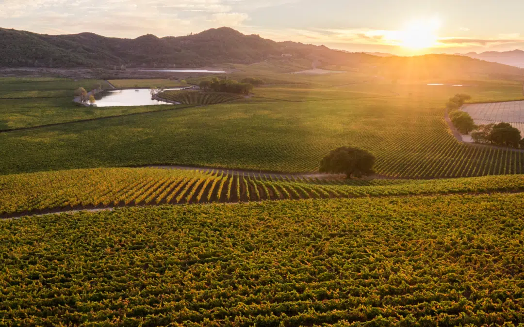 Antinori Napa Valley