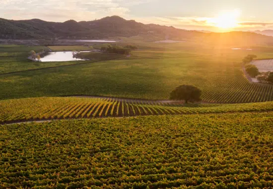 Antinori Antica Estate