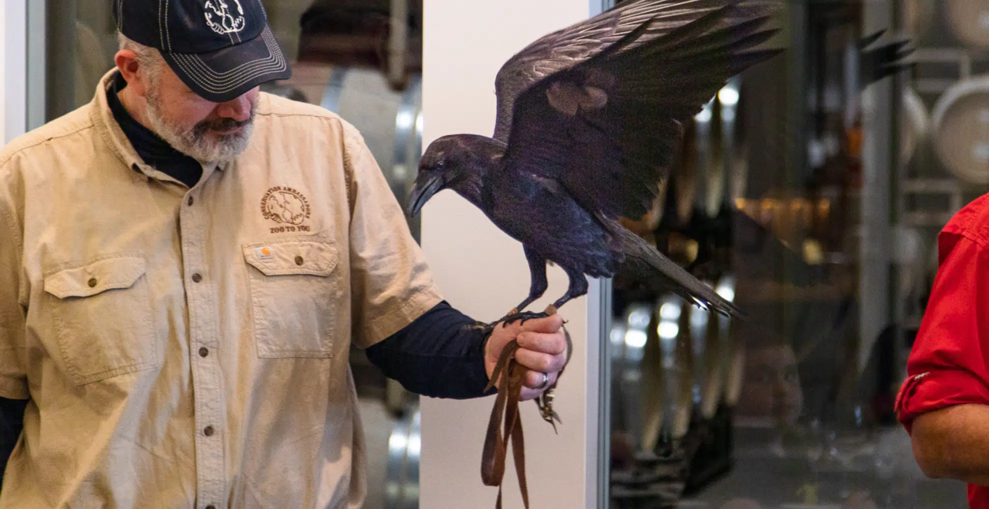 A Raven flaps his wings