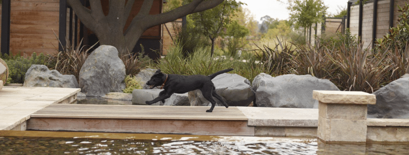 Black dog running