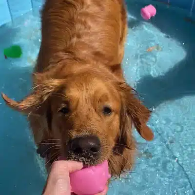 dog in pool chewing on toy