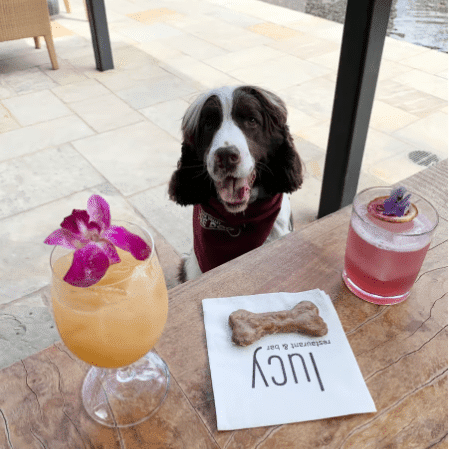 dog behind table with drinks on table