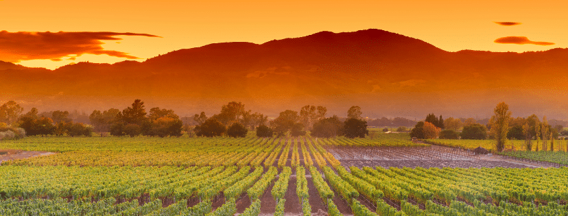 Napa Vineyards at sunset