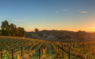 January Events in Yountville and Napa Valley