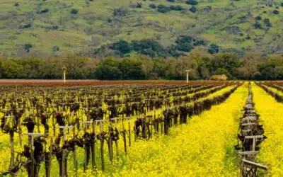 February 2024 Events in Yountville and Napa Valley