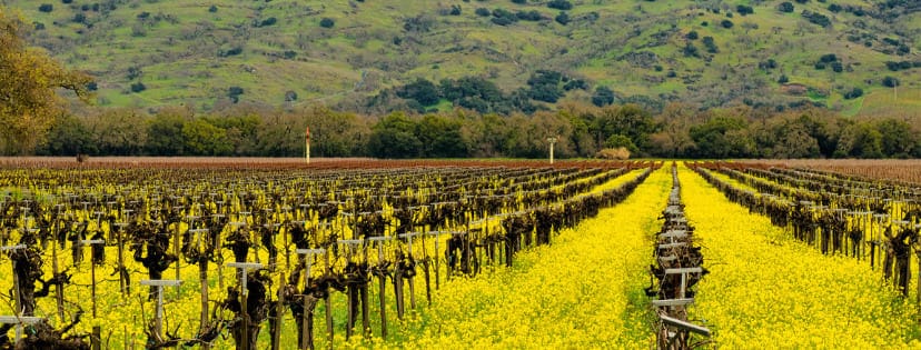 vineyards with mustard growing in between