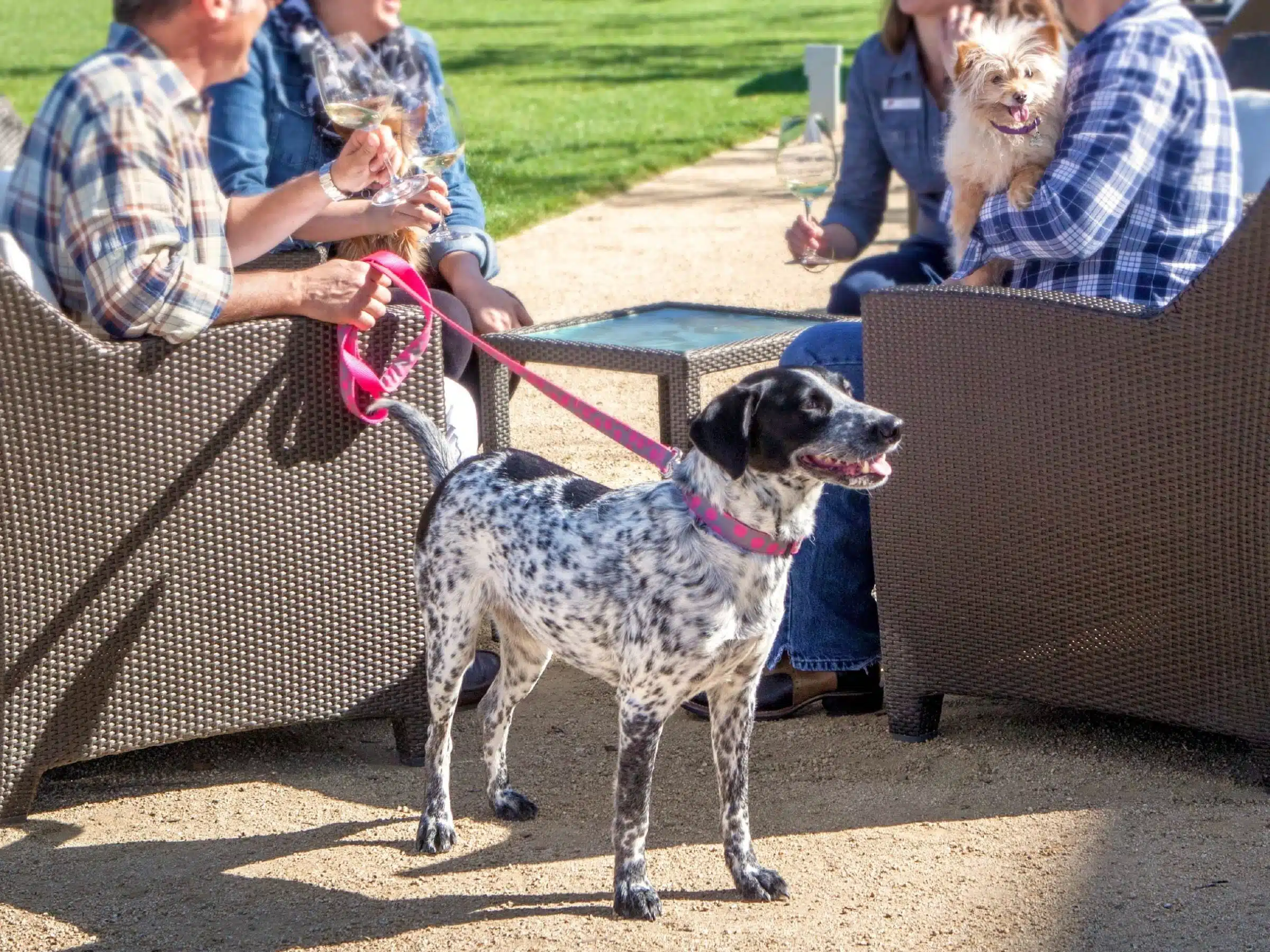 Image for Pawsport Image for Pawsport