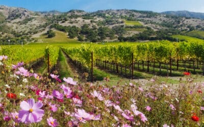 April 2024 Events in Yountville and Napa Valley
