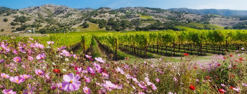 vineyards with blooming flowers around