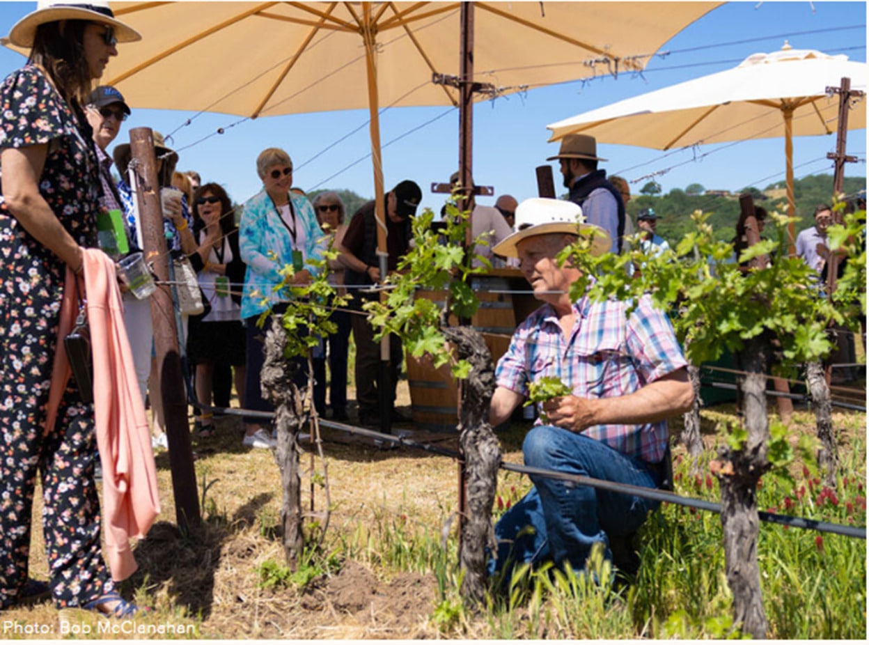 man kneeling in front of grape vineyards