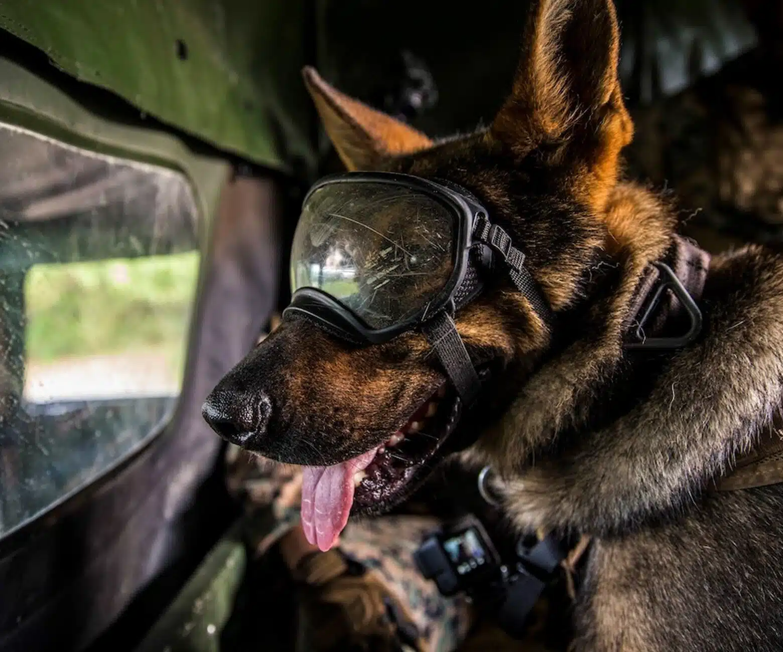 dog with goggles on in car