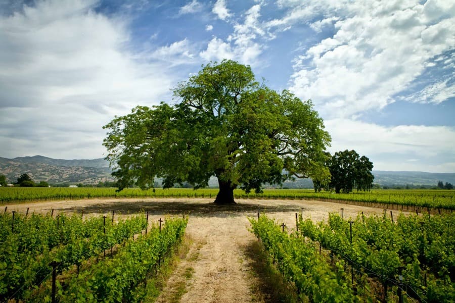 large tree in the middle of vineyards