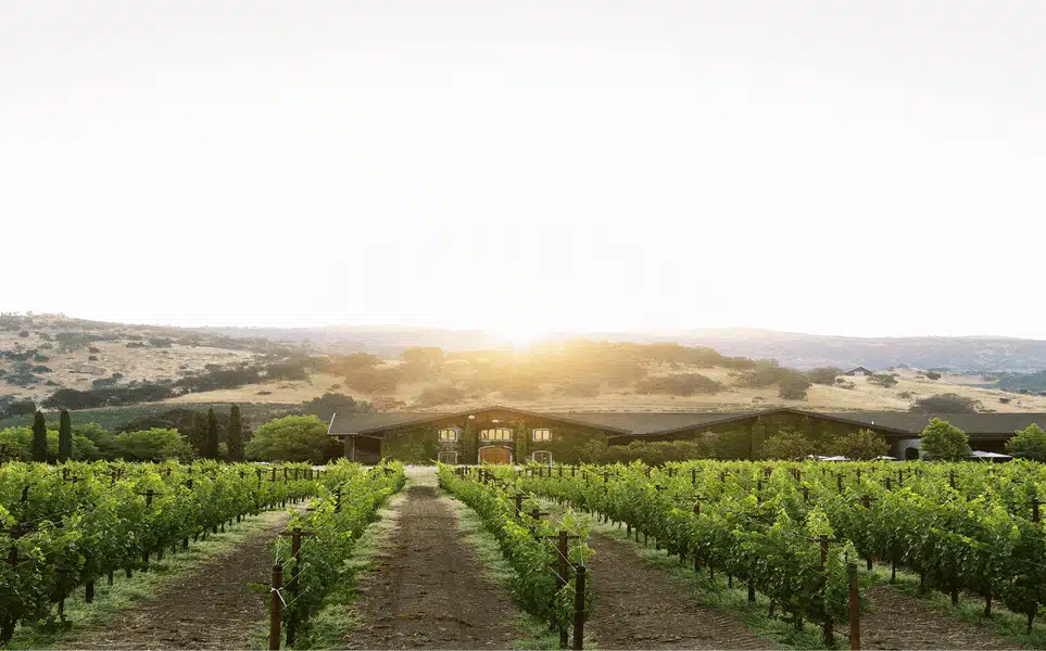 vineyards with sunset in background