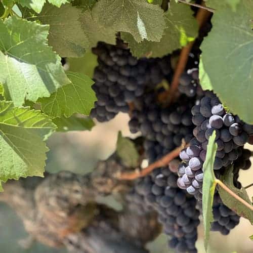 grapes on vine