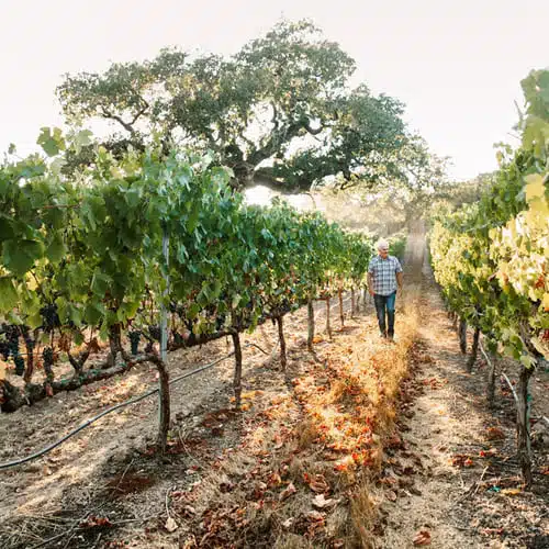 person walking through vineyard