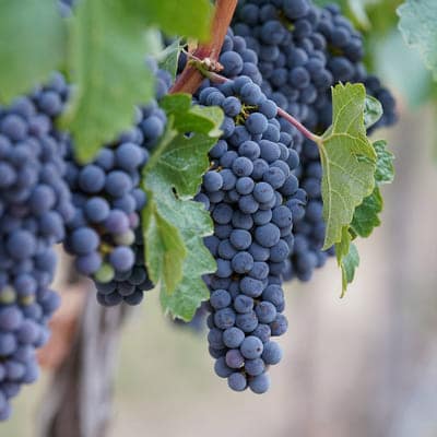 grapes hanging on vineyard
